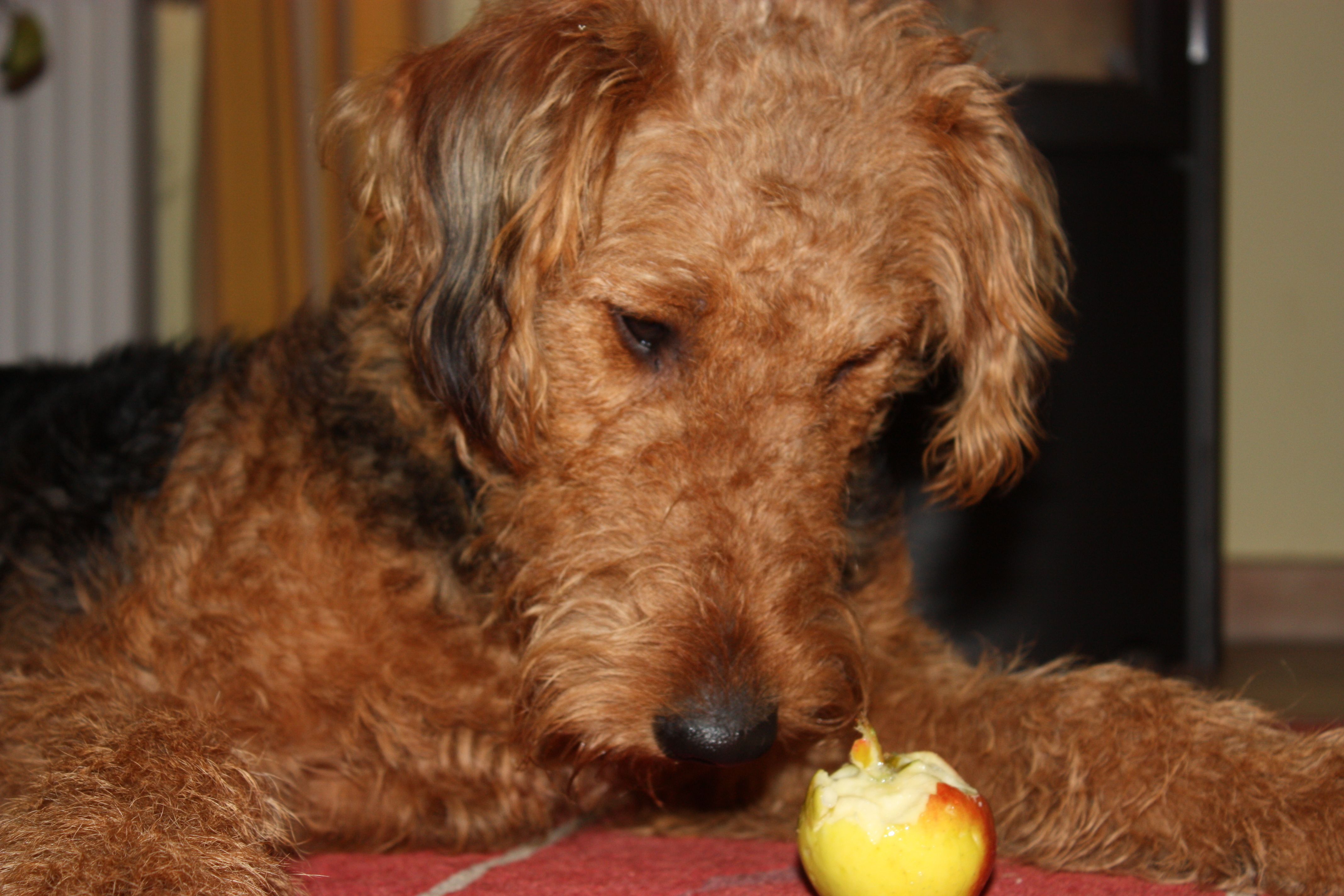 Teddy2